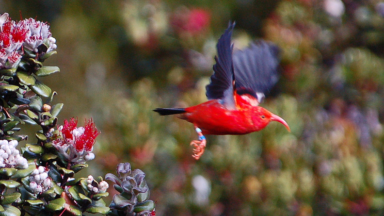 ‘I‘iwi (Drepanis coccinea) AKA Scarlet Honeycreeper, in flight, Hawaii, USA